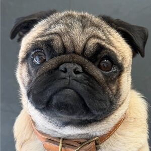 Meet your Posher, Shannon